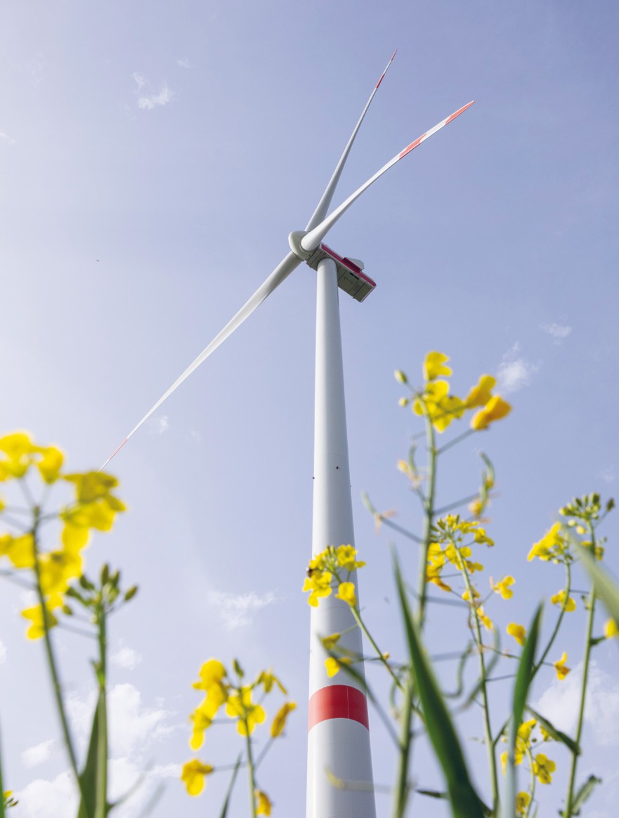 Turbina wiatrowa na polu rzepaku